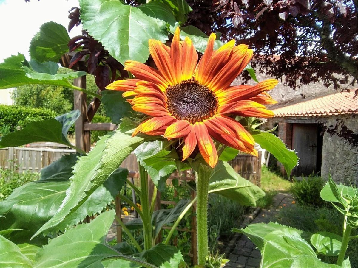 مبيت وإفطار La Bernardiere Les Tournesols المظهر الخارجي الصورة